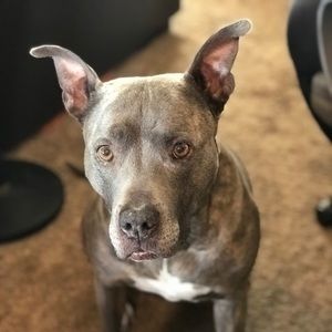 Meet your Posher, Josh